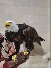 Aigle à tête blanche