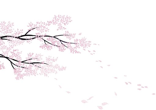 sakura