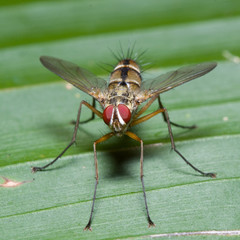 fly