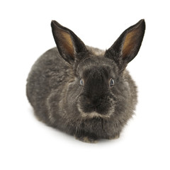 Obraz premium rabbit