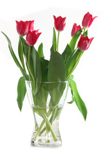 red tulips in  flowerpot