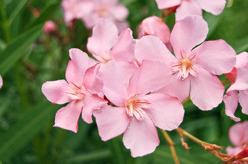 oleander