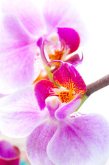 Fototapeta na wymiar orchidea kwiat na białym tle.