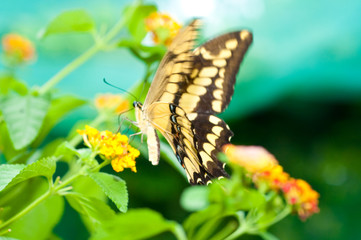 beauty butterfly on leaf.