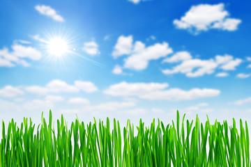 Fototapeta premium grass