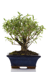 Bonsai tree isolated in white background