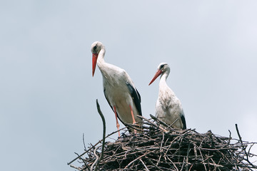stork