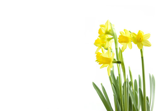 daffodils with white copy space