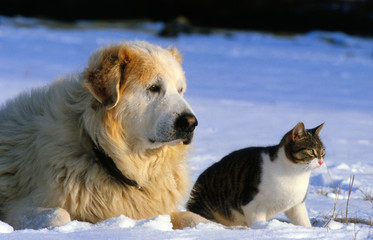 montagne des pyrénées et chat de gouttière dans la neige