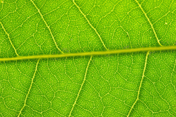 Fototapeta na wymiar longan leaves