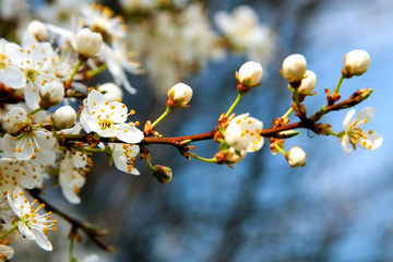 Blossom