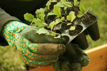 Gartenarbeit