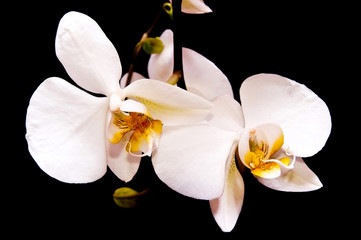 Fototapeta na wymiar Two orchid