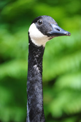 Canadian Goose Portrait