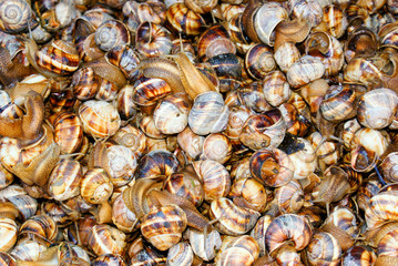 Snails as background