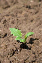 junger Kohlrabi