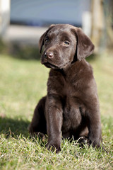 Chocolate Labrador Retriever puppy