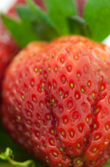 erdbeere im Detail