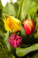 Tulpen