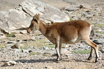 Cabra montes en Sierra Nevada.Granada.España