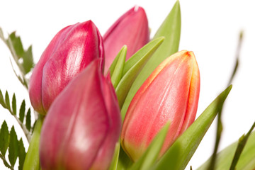 Tulpen