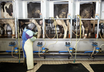 cow farm agriculture milk automatic milking system