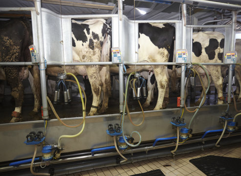 cow farm agriculture milk automatic milking system