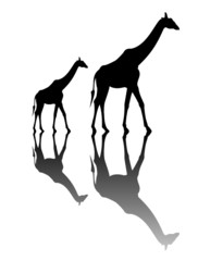Obraz premium Giraffe 01