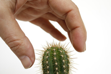 main sur le cactus
