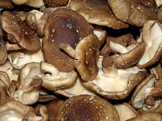 Shiitake