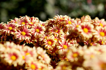 chrysanthemum