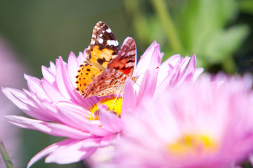 chrysanthemum