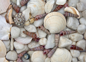Stones and Shells