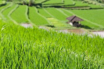 photo of rice field terrace