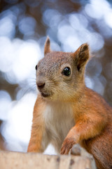 Squirrel in a forest