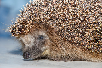 Hedgehog