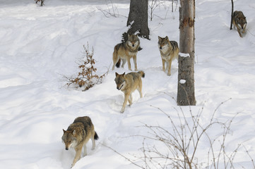 Obraz premium Wolfsrudel bei der Jagd