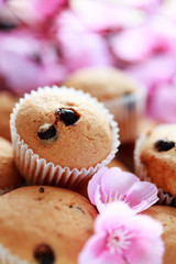 muffins