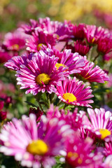 Obraz premium chrysanthemum