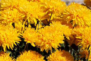 chrysanthemum