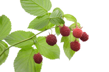 Raspberry on a branch. isolated on a white background