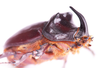 Beetle isolated on white background.