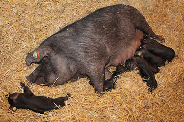 truie et porcelets gascons © Dominique VERNIER