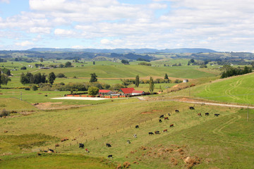 New Zealand countryside in Wanganui region