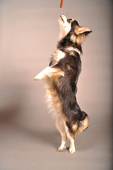 Hund