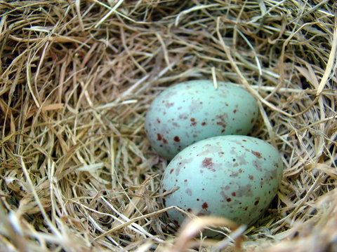 Nido de golondrinas con huevos