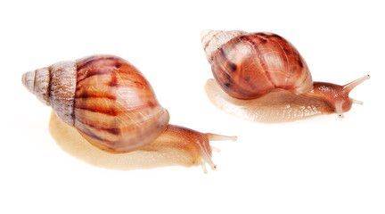 Snails isolated on white background.