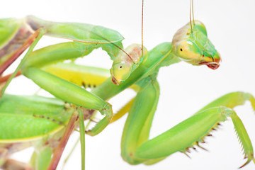 love, mantises