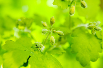 Closeup of green fresh spring leaves