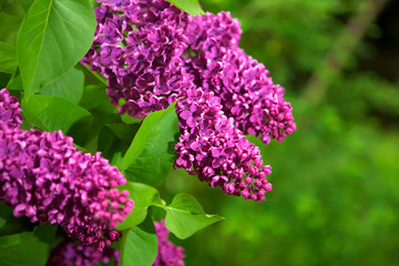 Lilac in flower